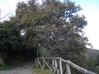 cantara gurne23122011 067
